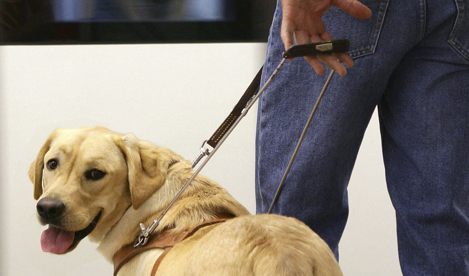 Aprobado el decreto que regula el reconocimiento y registro de perros de asistencia en Andalucía