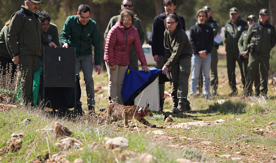 Moreno destaca que el lince ha salido del peligro de extinción y que su población en Andalucía ha aumentado al año un 20%