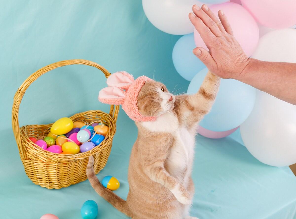 ¡Aquí está el gato de Pascua, Crash!