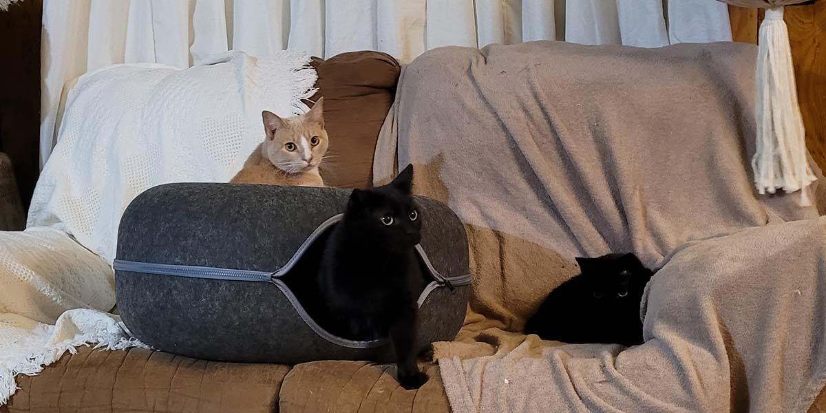 Cattasaurus Peekaboo Cat Cave Review