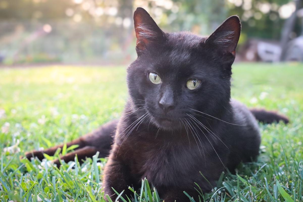 7 cosas que no sabías sobre el gato atigrado negro