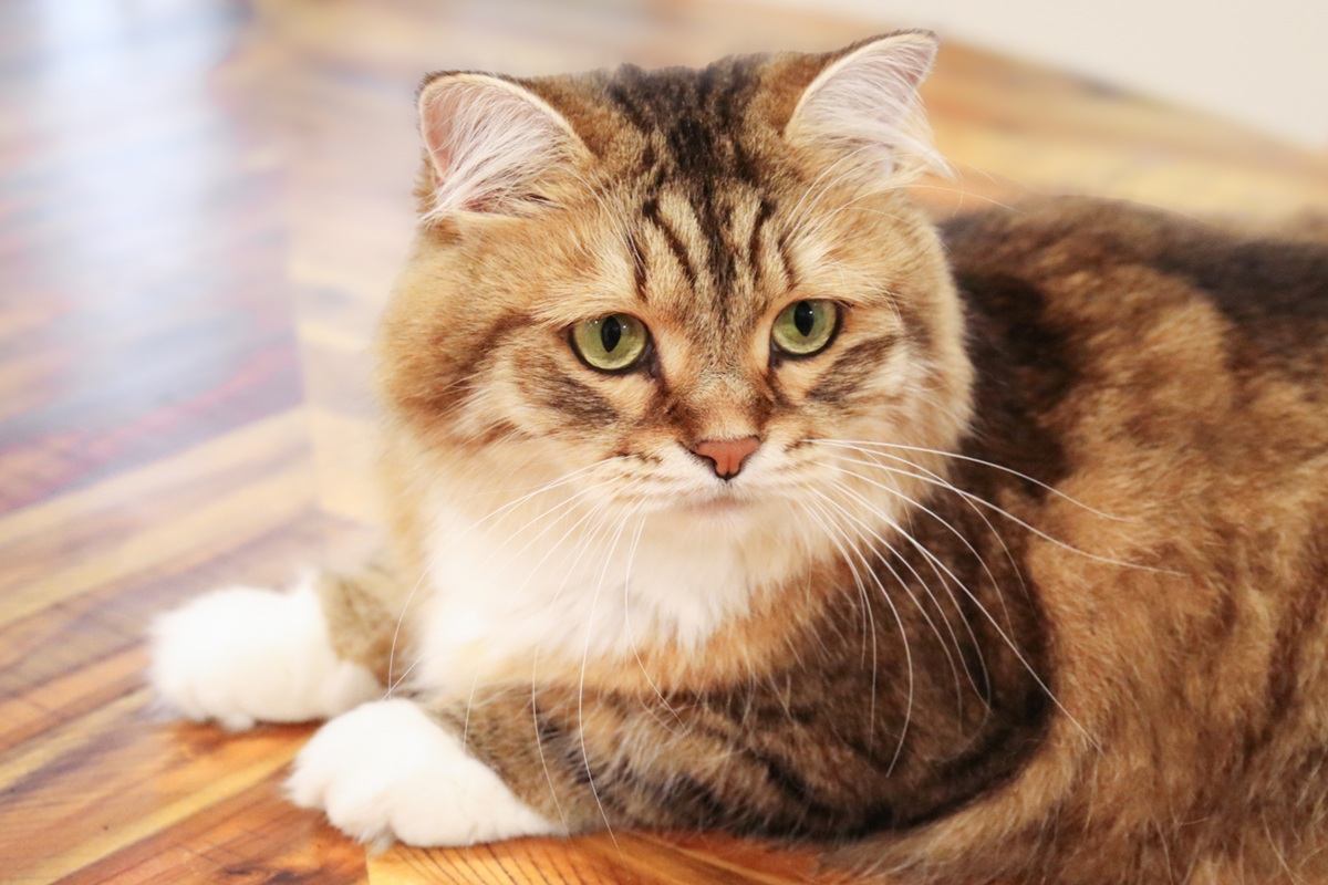 Envejecimiento en gatos y cómo satisfacer sus necesidades cambiantes