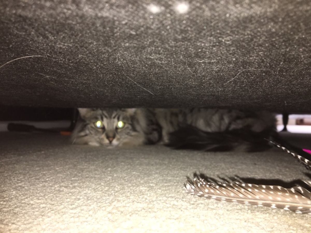 6 razones de agresión no causadas en gatos y cómo ayudar