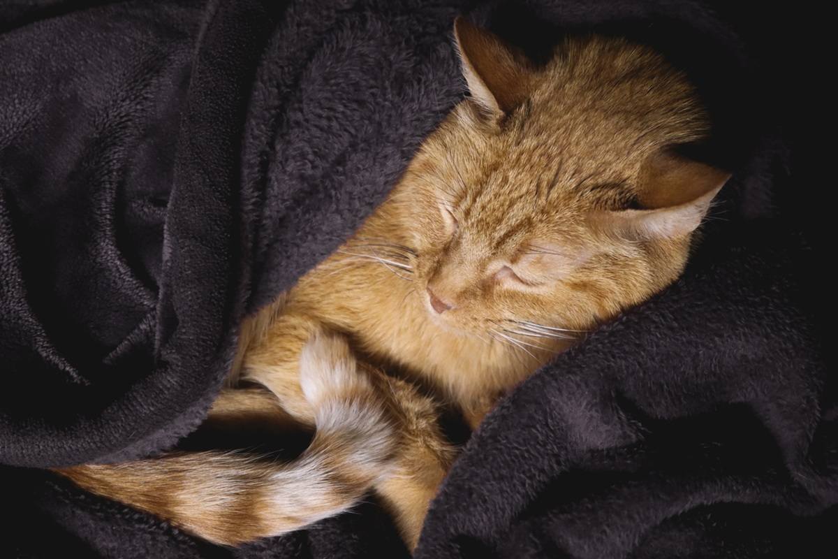 Enfermedad renal crónica en gatos: causas, síntomas y tratamiento