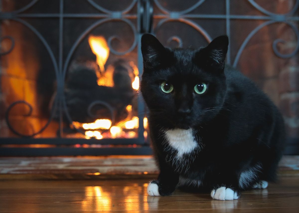 7 leyendas y mitos de gatos japoneses