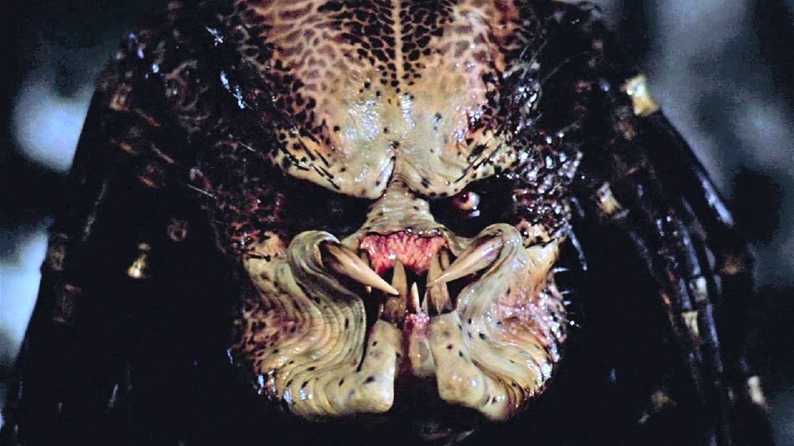 False Facts About The Predator That Everyone Believes