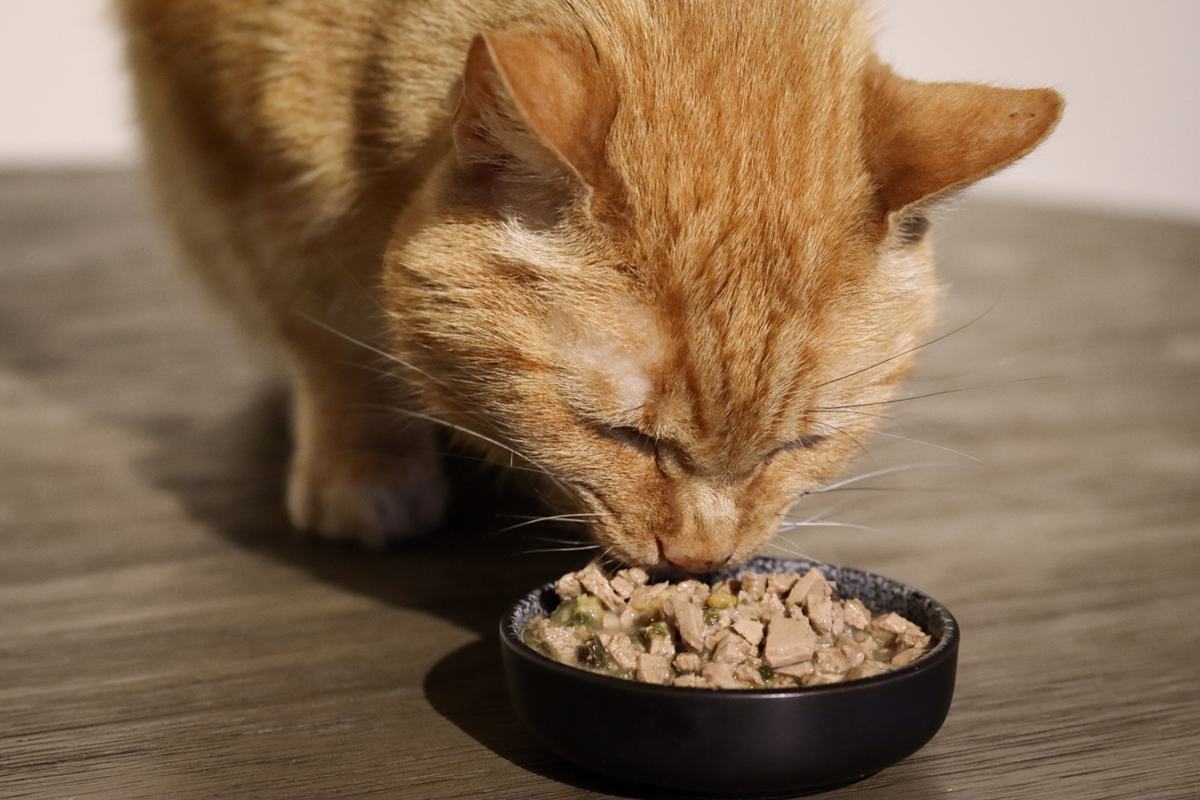 La mejor comida para gatos para estómagos sensibles al Reino Unido