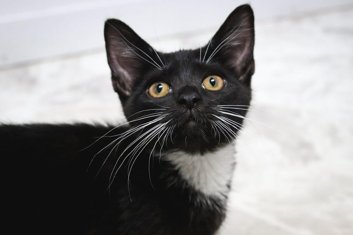Estudio sobre el entrenamiento de palabras rápidas de la asociación de palabras de imagen en gatos