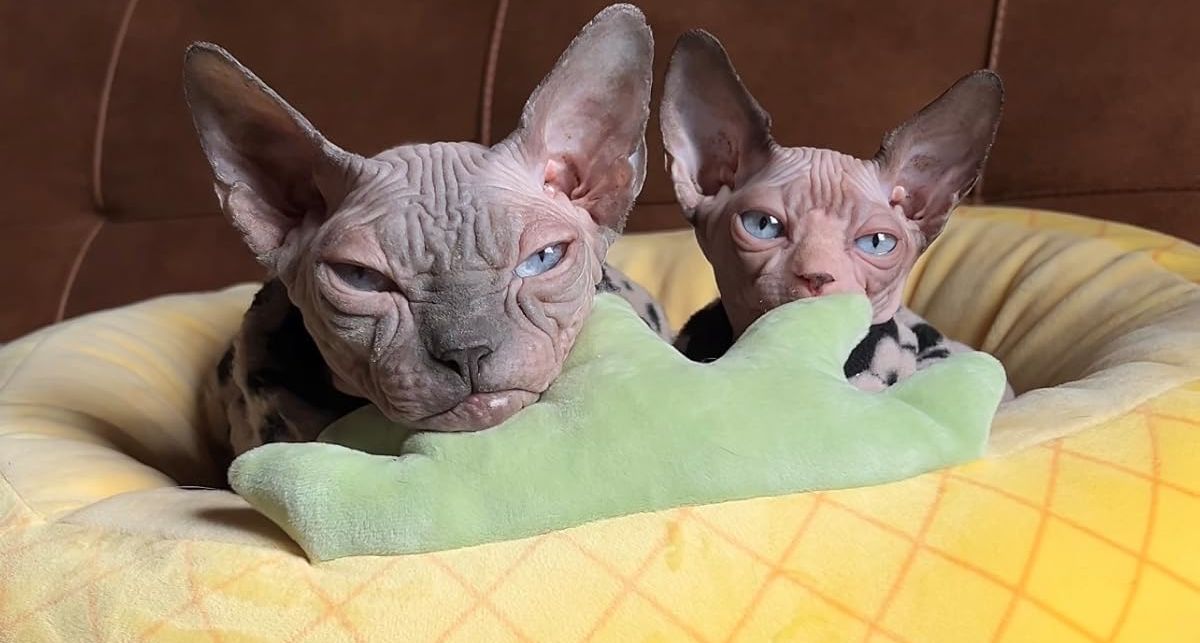 6 cuentas adorables de Sphynx Cat Tiktok
