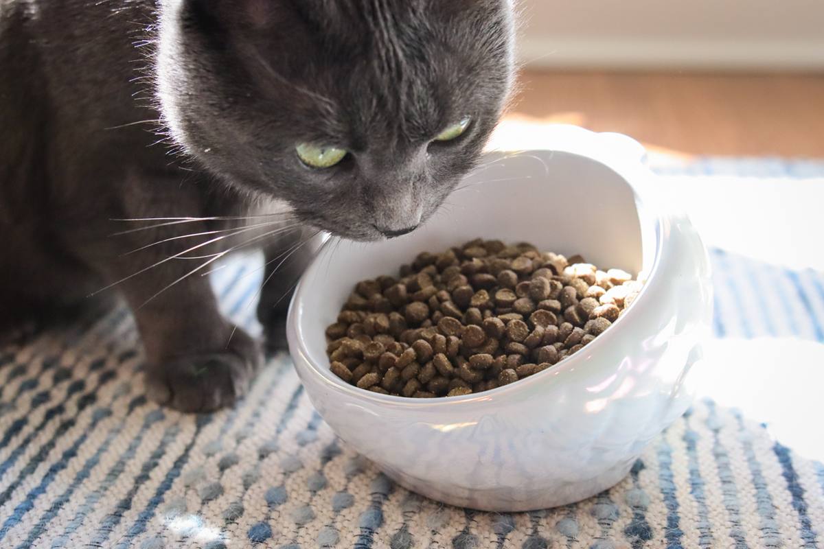 Squarepet Cat Food Review – Cats.com