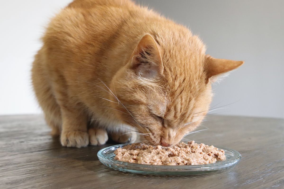 Guía de padres sobre prebióticos para gatos