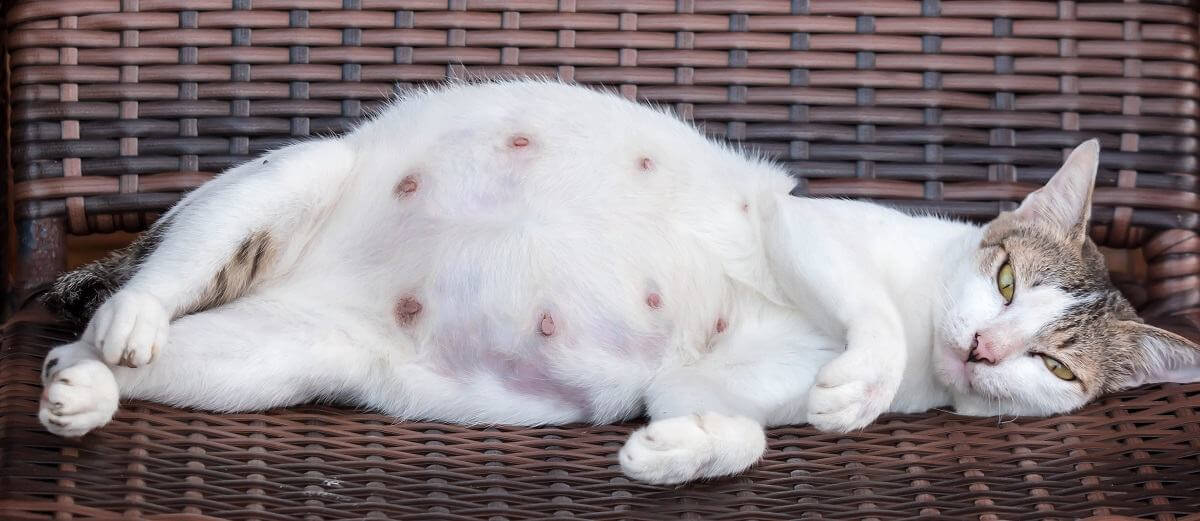 Que alimentar a un gato embarazado