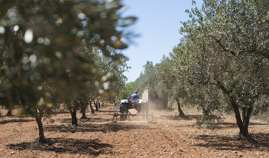 Andalucía vota a favor de las modificaciones del PEPAC para que agricultores y ganaderos cobren las ayudas