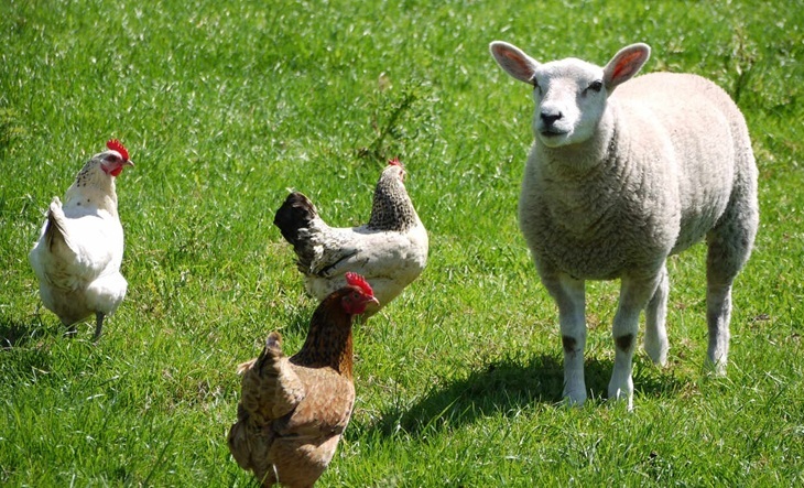 Misterul oilor care a sfârșit punând ouă
 – Știri din Spania