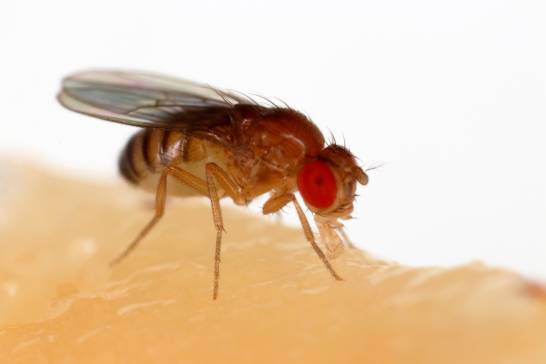 Aceste muște de fructe sunt dependente de cocaină
 – Știință Știri
