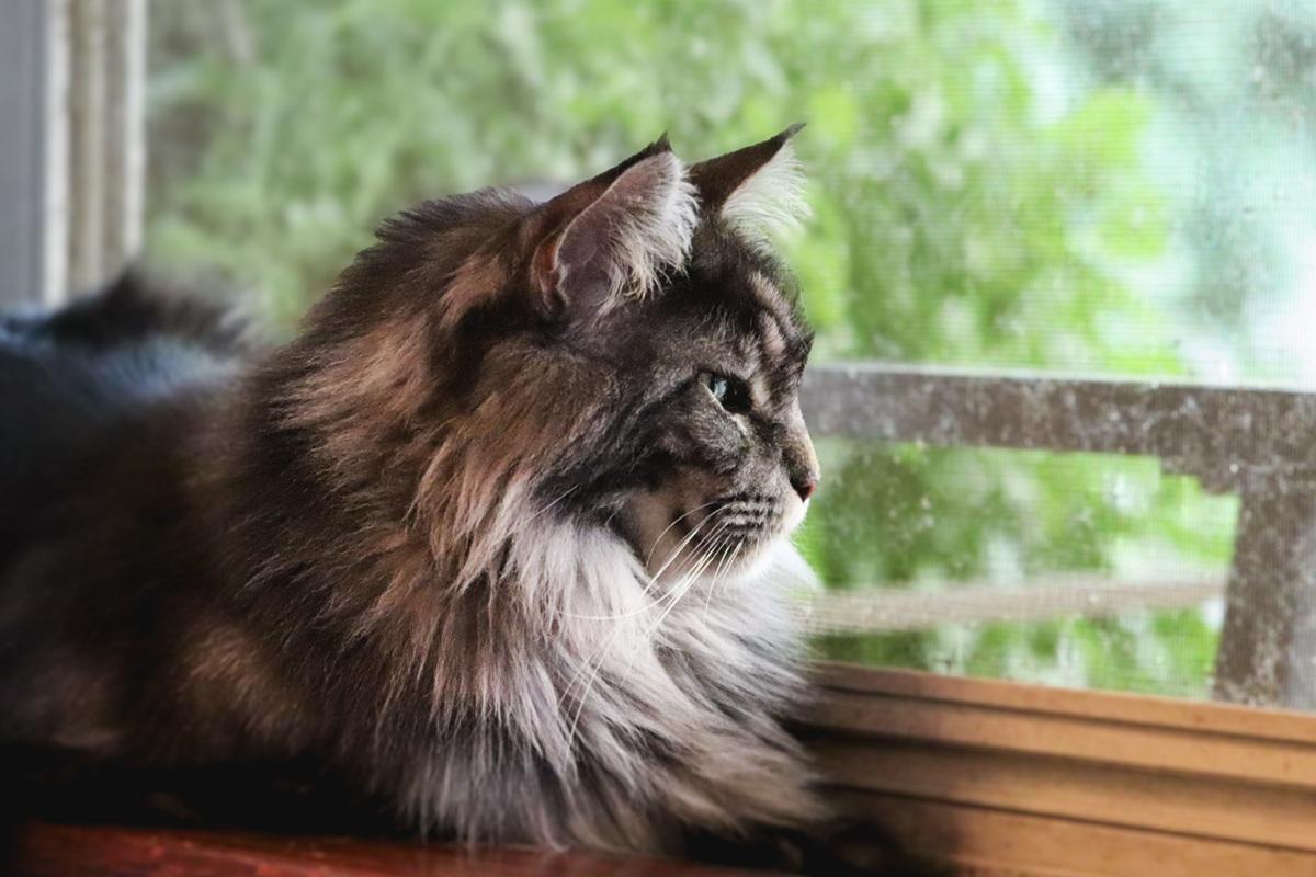 El mejor alimento para la salud del gato (gatos con demencia)