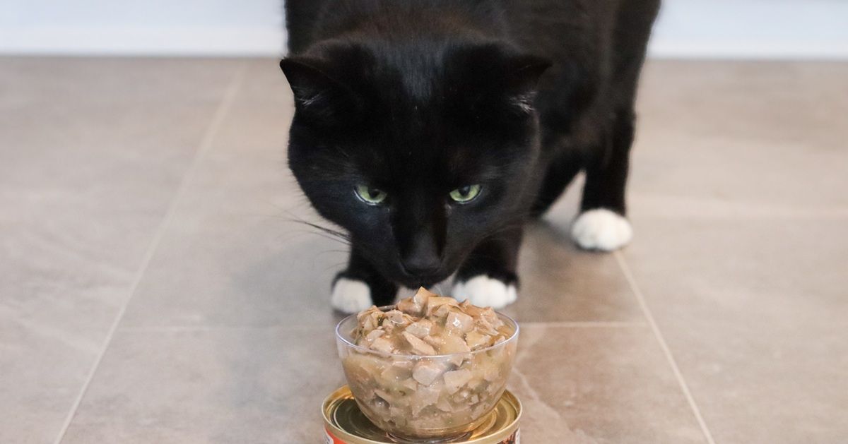 Por qué los antioxidantes cuentan en la dieta de su gato