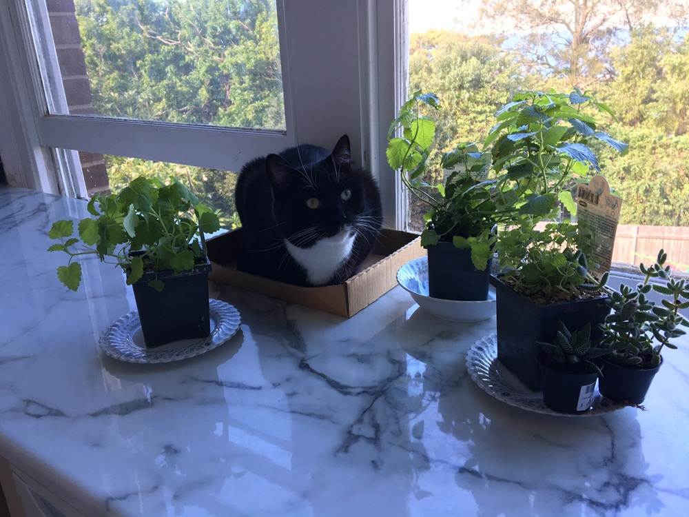11 formas de evitar que su gato orine en la casa