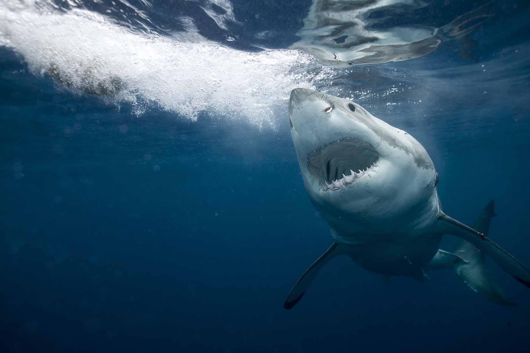 Los tiburones tienen 3 súper significado por encima de los 5 que tenemos