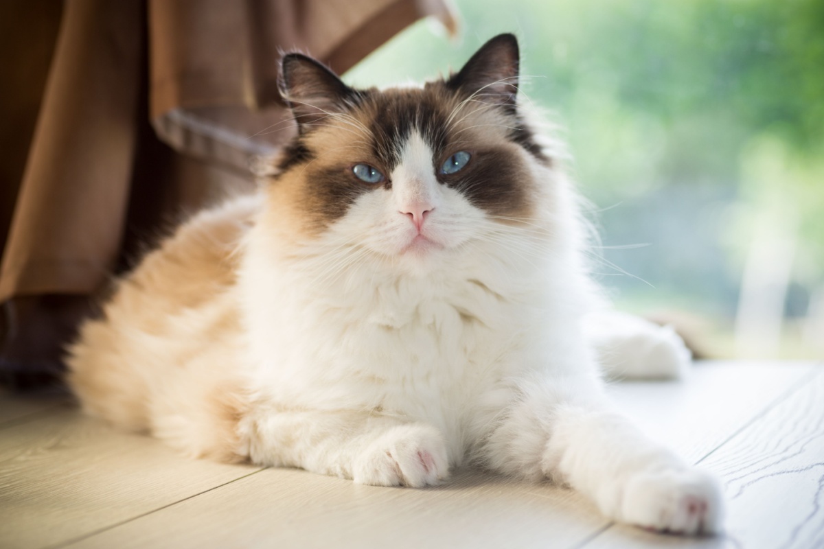 8 cuentas de ragdoll de chat más seguidas en Instagram