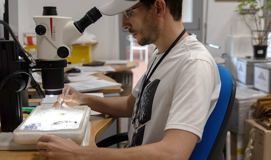Las trampas de mosquitos no detectan circulación del virus del Nilo occidental la última semana en Andalucía