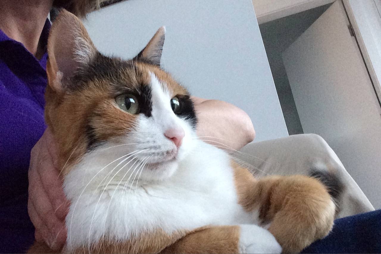 El estudio muestra que los gatos también pueden hacer grandes mascotas de terapia.