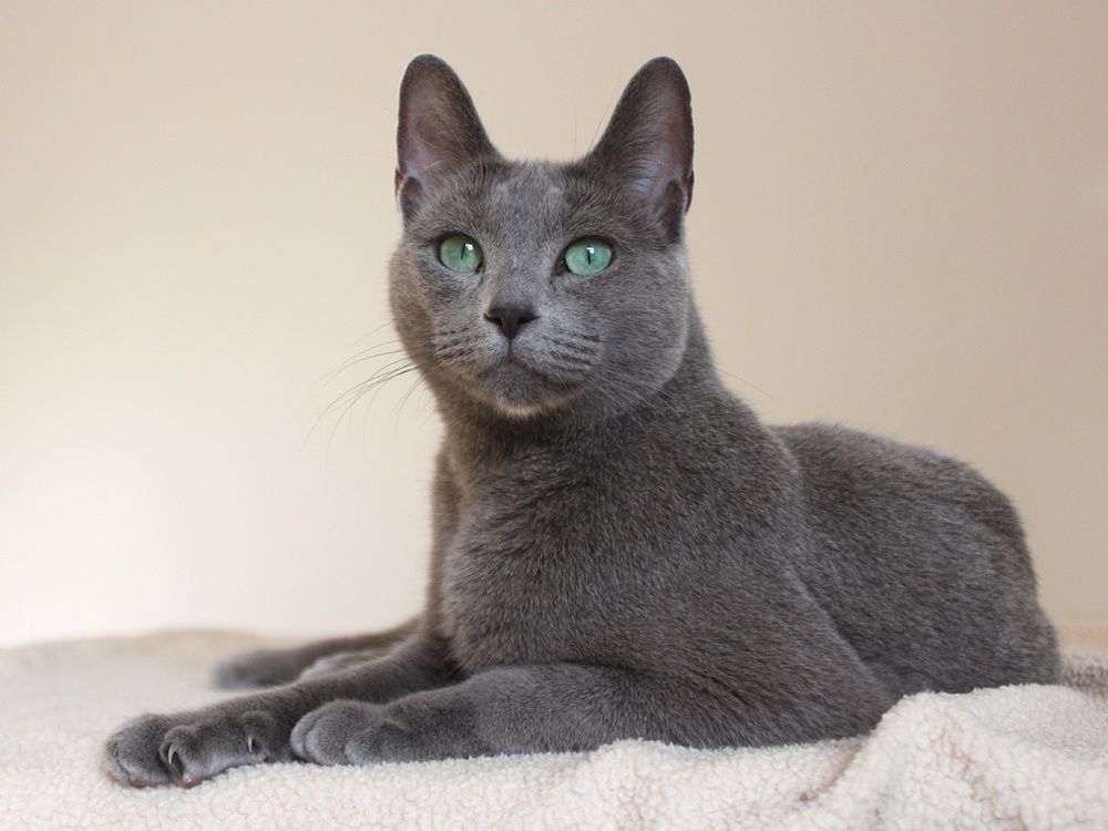 12 cosas que no sabías sobre el gato azul ruso