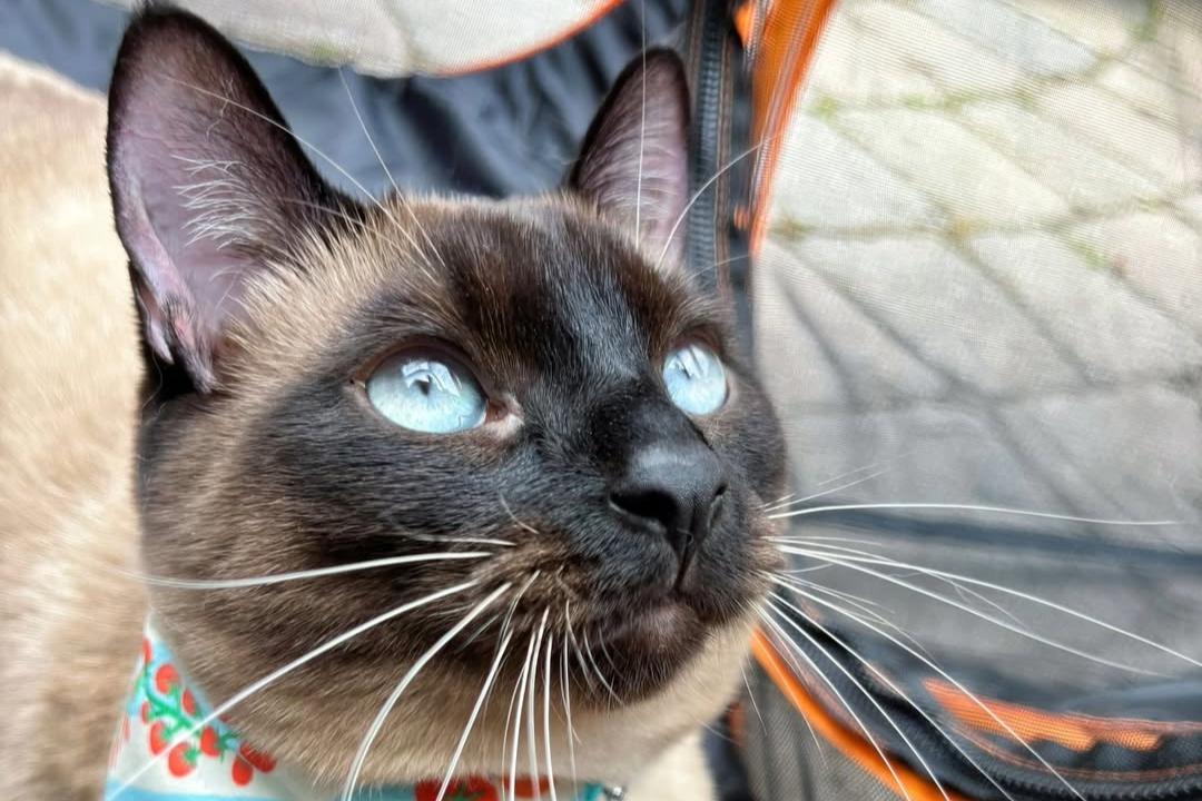 8 cuentas siamesas geniales en Instagram