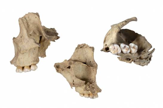 Un nou caz de canibalism al neolíticului în Atapuerca
 – Știință Știri
