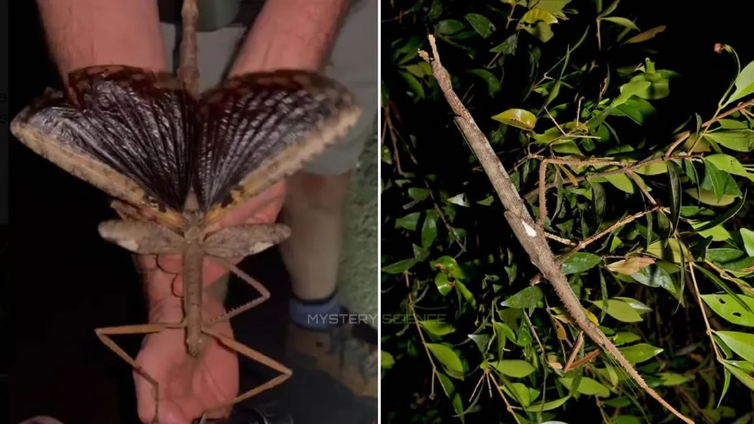 They find a new kind of stick insect, it is the heaviest recorded so far (video) – Mystery Science