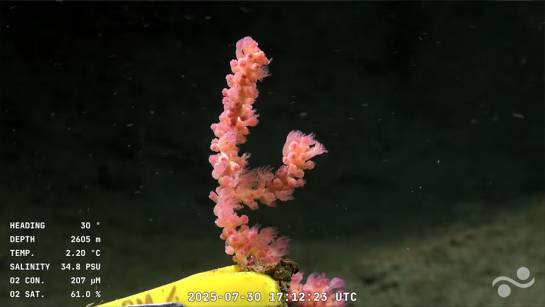 Transmisie la 3 900 de metri adâncime dintr -o misiune oceanică
 – Știință Știri